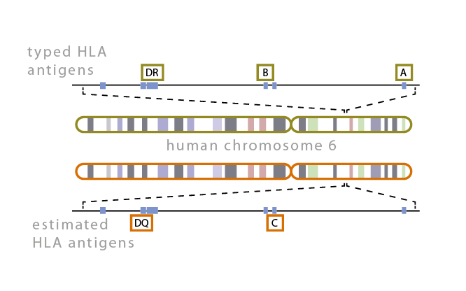 HLA compatibility figure.